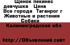 Щенок пекинес девчушка › Цена ­ 2 500 - Все города, Таганрог г. Животные и растения » Собаки   . Калининградская обл.